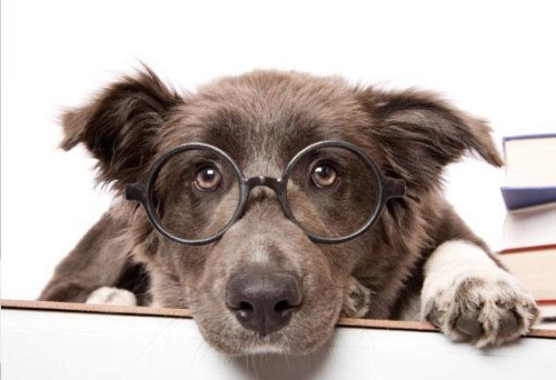 Old Dogs Can (and Must) Learn New Tricks